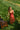Petite Studio's Clarabel Cotton Midi Dress in Red